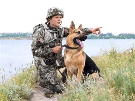 Military Dog History