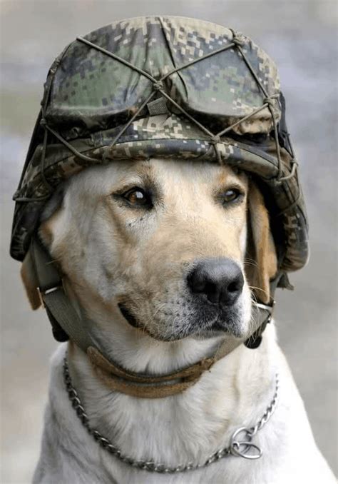 Military dogs have played a crucial role in history