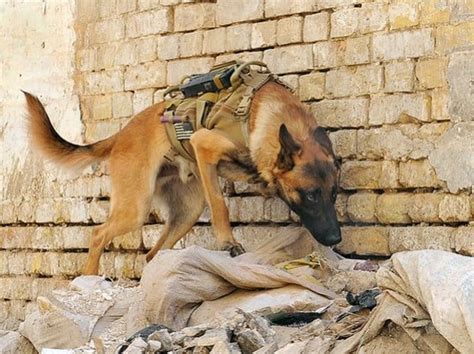 Military Dogs in Action