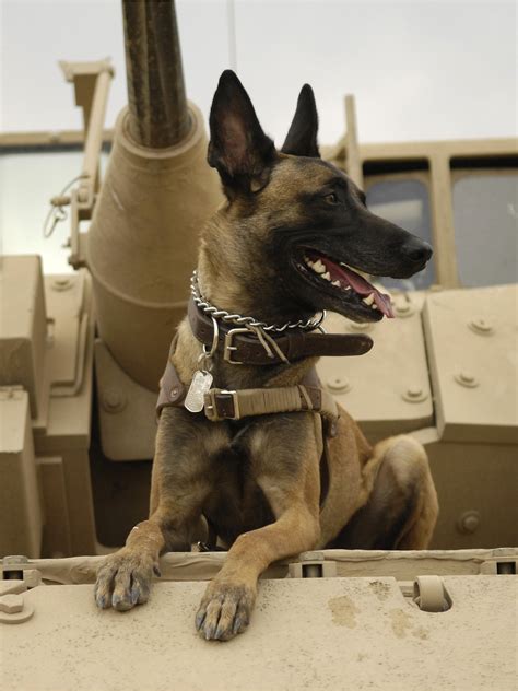 Military Dogs in Action