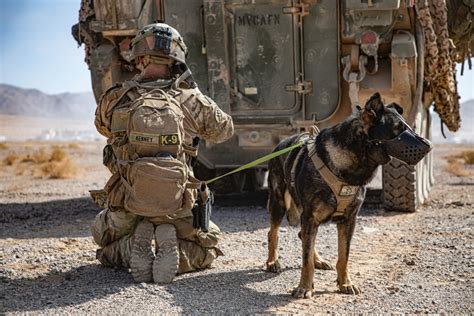 Military dogs in action