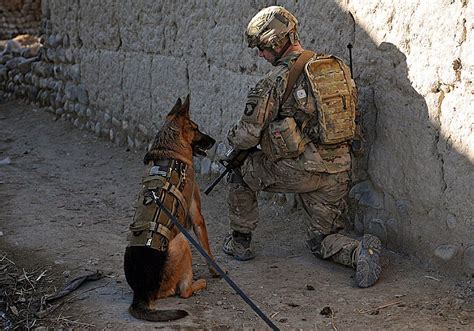 Military dogs in modern warfare operations