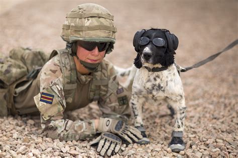 Military dogs in patrol