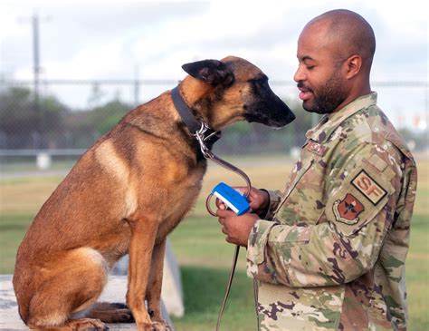 Military Dogs in Training