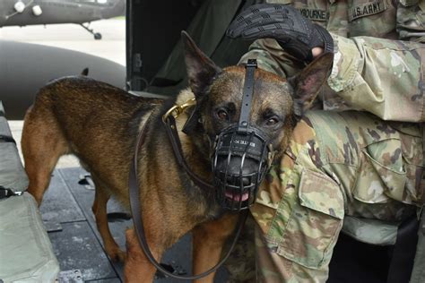 Military Dogs in Training