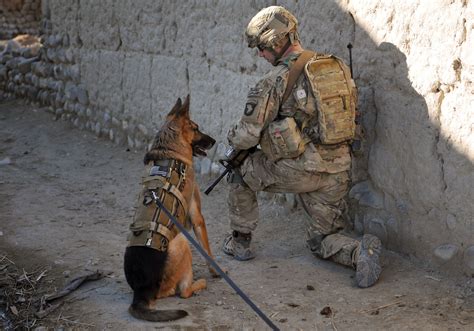 Military dogs with soldiers