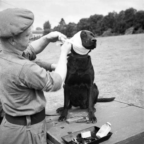 Military dogs played a crucial role in World War II