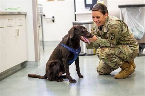 Military Veterinarian Care