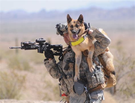 Military Working Dog