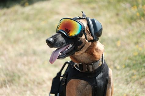 Military Working Dog Gallery