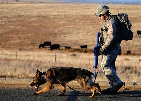 MWD Handler Care