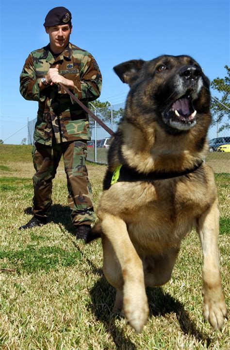 MWD Handler Patrol with Dog