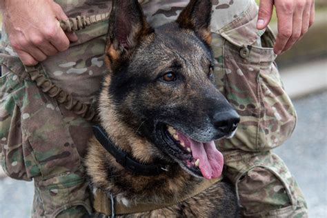 Military Working Dog Images Gallery