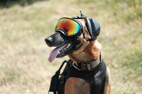 Military Working Dog Photography