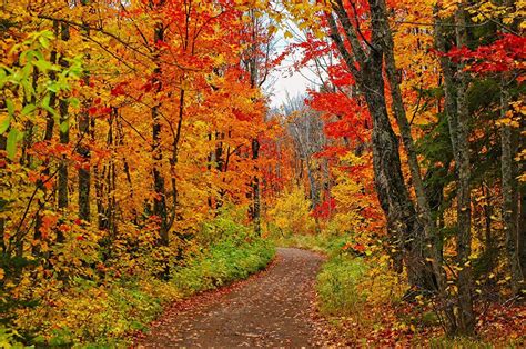 Minnesota Autumn Leaves