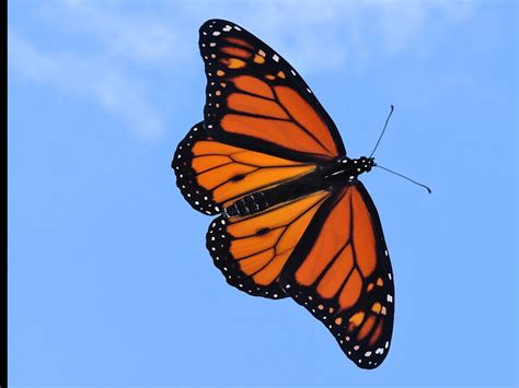 Monarch butterfly coloring page