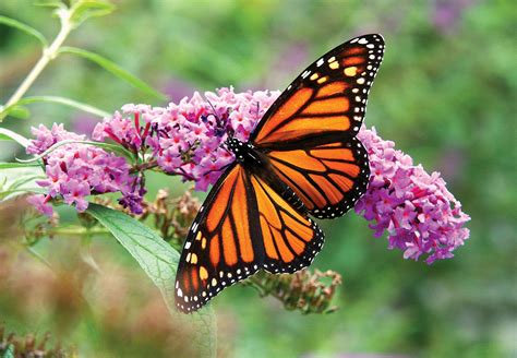 Monarch butterfly picture