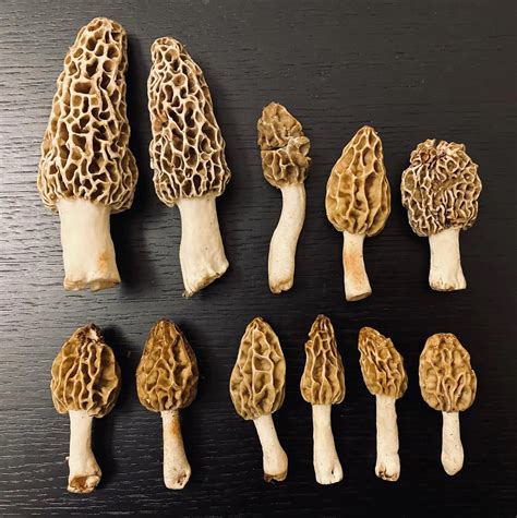 Description of Morel Mushroom