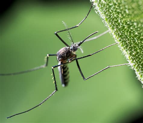 Mosquito Legacy and Impact