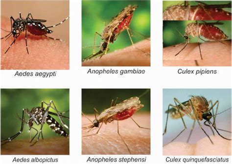 Mosquito Variants and Roles