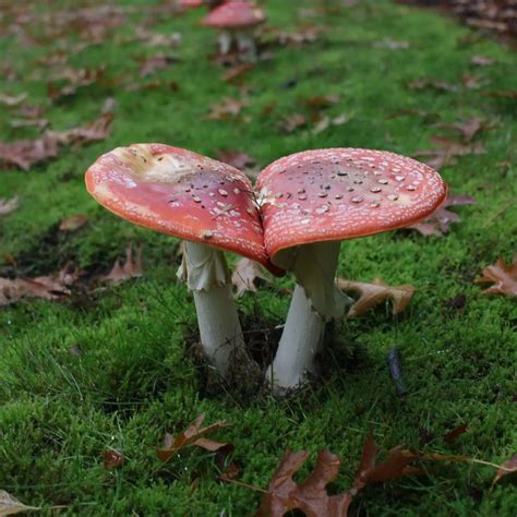 Mushroom Enthusiasts