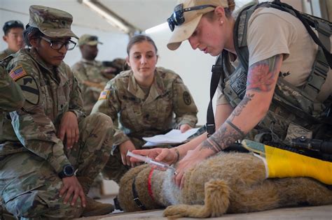 MWD Handler Training