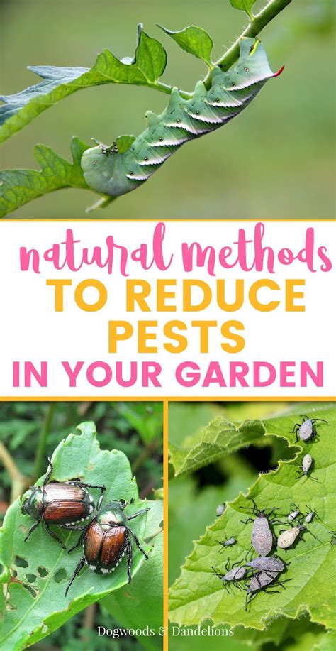 Natural Pest Control Methods