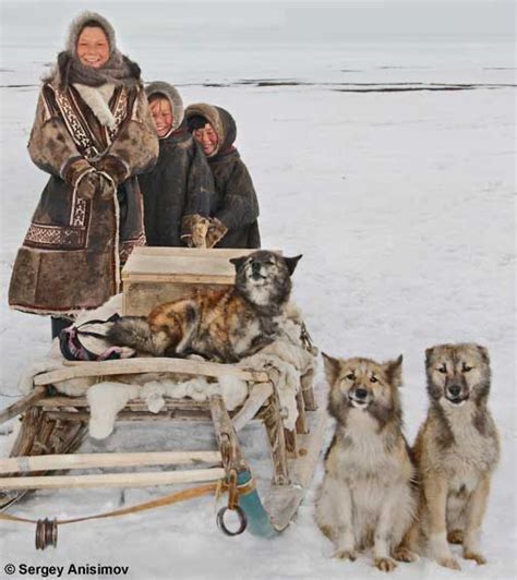 Nenets Herding Laika