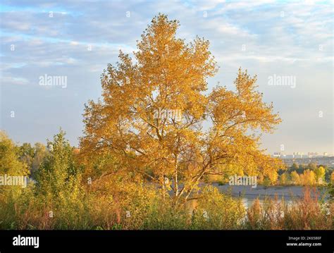 Novosibirsk Autumn Leaves