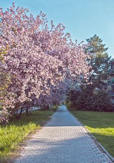 Novosibirsk Spring Blossom