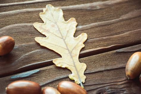 Oak Leaf Symbolism