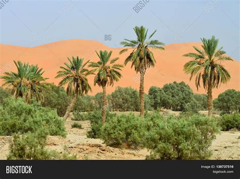 Oasis Vegetation