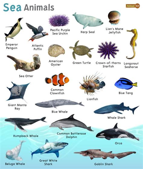 Ocean Creatures