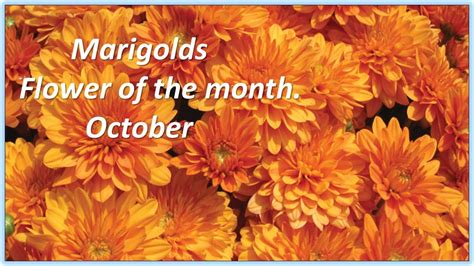 October birth flower - Marigold