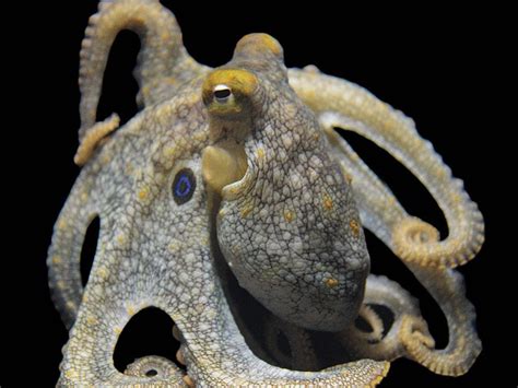 Octopuses