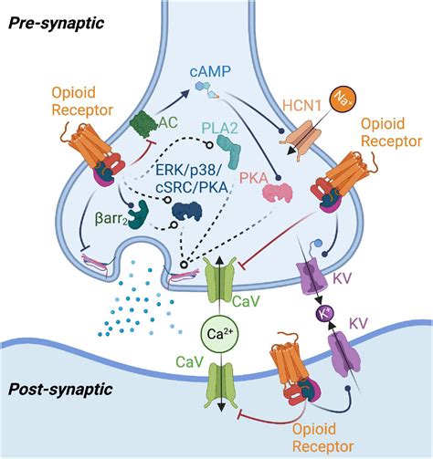 Opioid Receptors