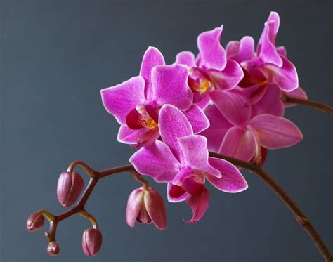 Orchid birth flower