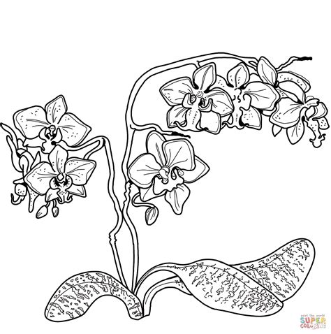 Orchid coloring page