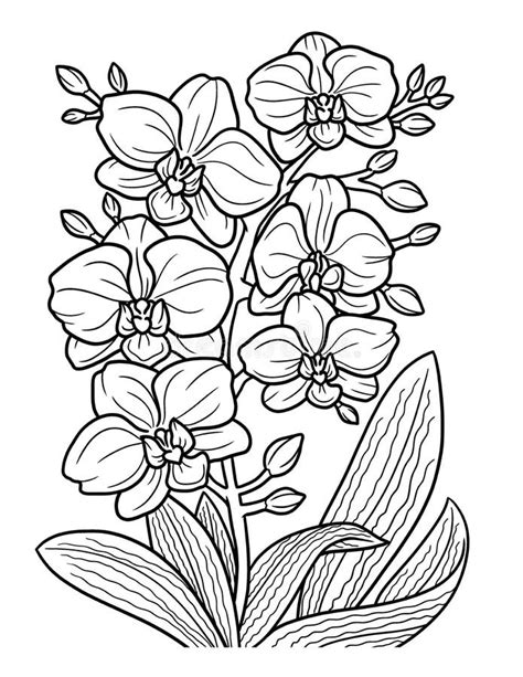 Orchid flower coloring picture