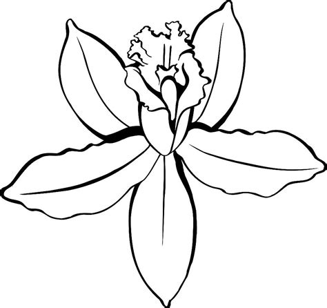 Description of Orchid Printable