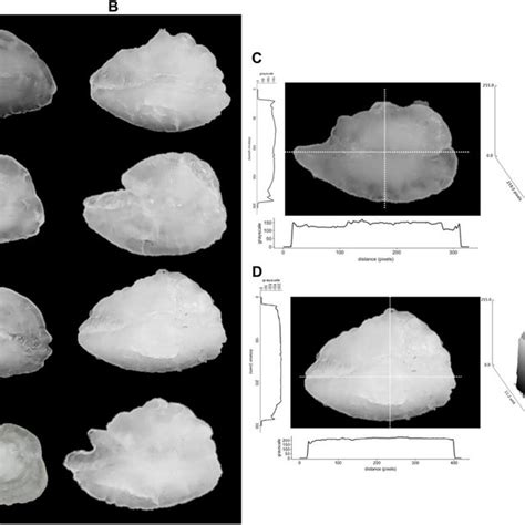 Otolith analysis