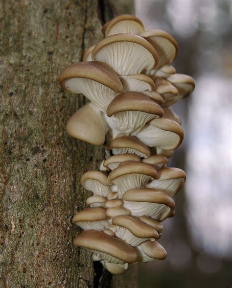 Description of Oyster Mushroom