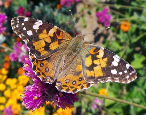 Painted Lady butterfly picture