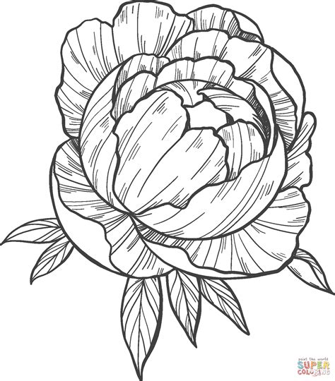 Peonies Coloring Pages