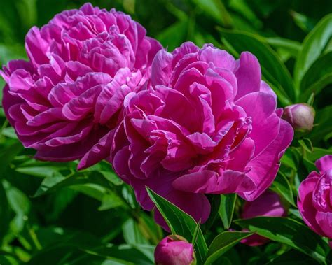 Peony flower design