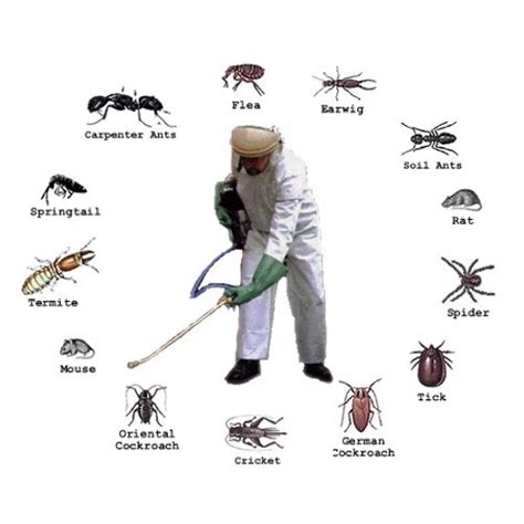 Pest Control Image 10