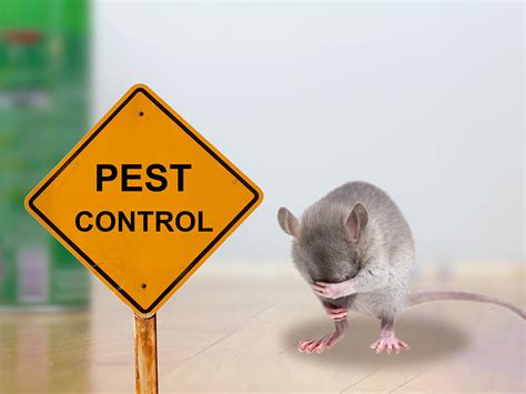 Pest Control Image 3