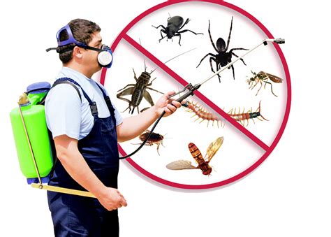 Pest Control Image 9