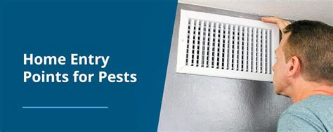 Pest control professional sealing entry points