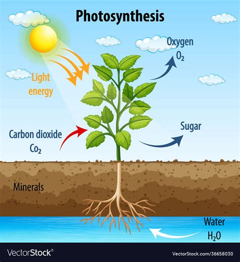 Photosynthesis